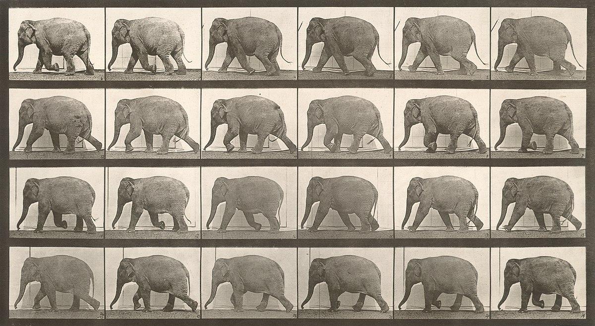 A collotype of an elephant walking taken by Eadweard Muybridge as part of his Animal Locomotion series.