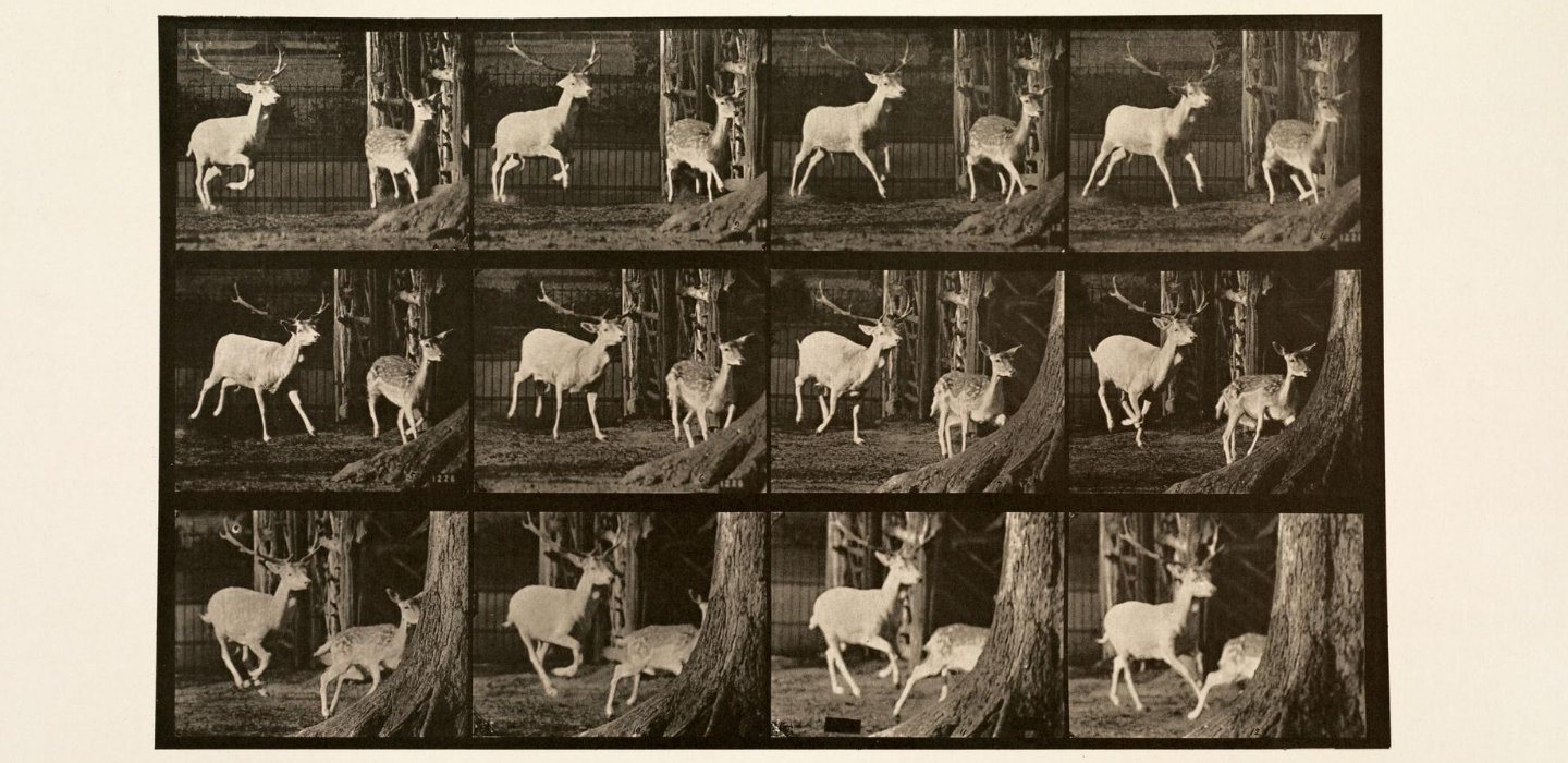 Eadeard Muybridge animal locomotion collotype of deer