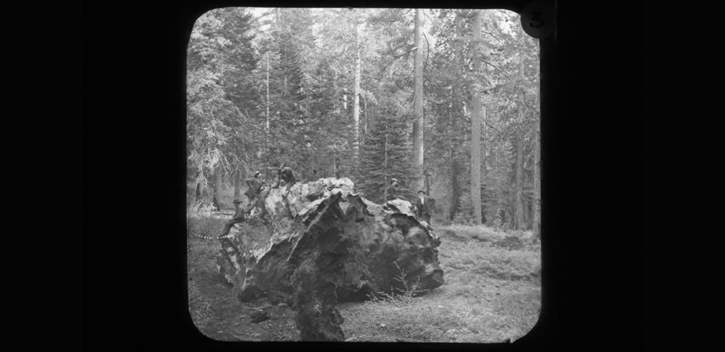 A photograph of men on a large tree stump taken my Muybridge in Yosemite