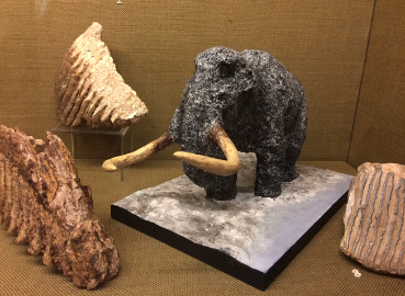 A small stone mammoth on display in Kingston Museum.