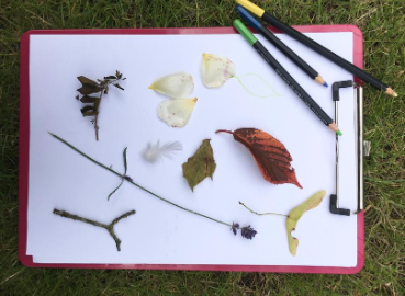 Sticks, leaves and petals placed alongside some colouring pencils.