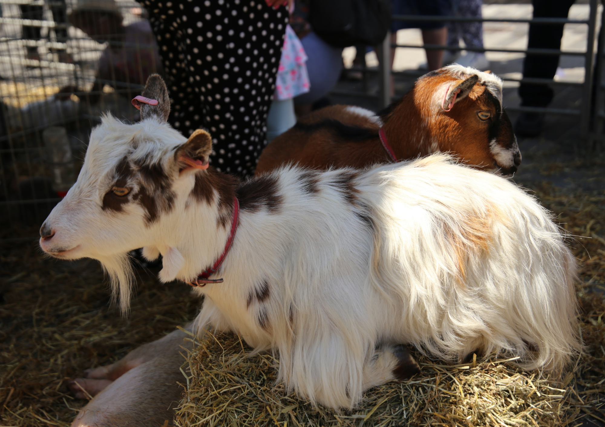 Goats at Kingston Museum's Saxon Fayre
