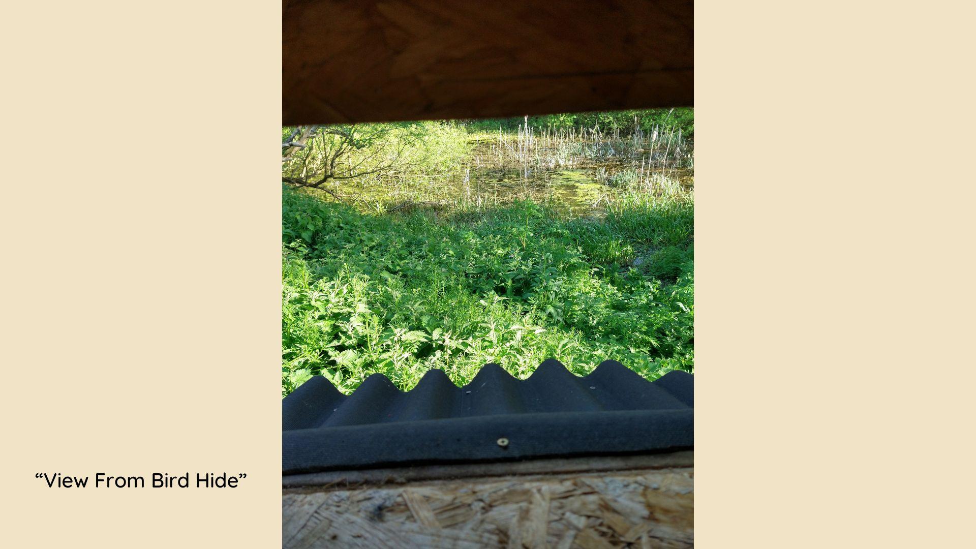 view from a bird hide