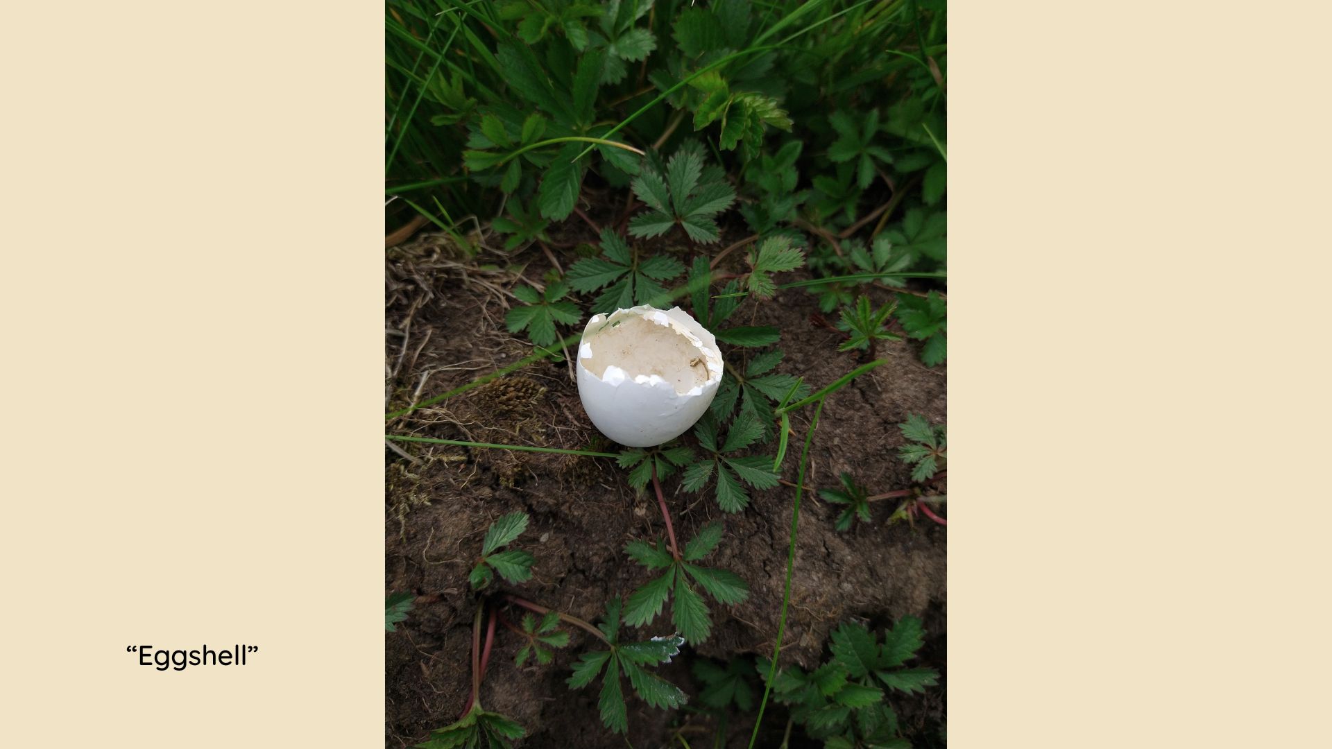 bird egg
