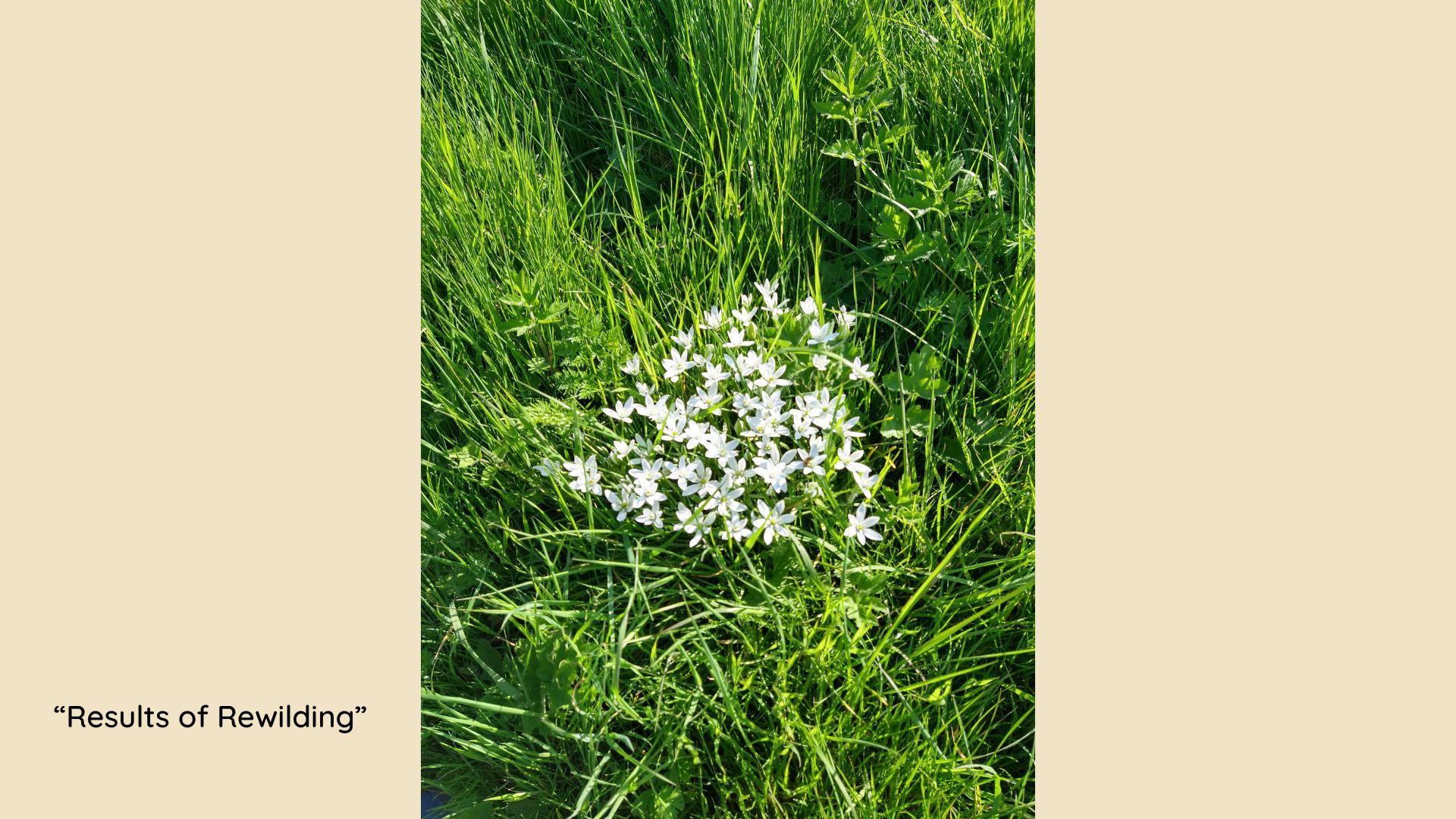 Results of Rewilding