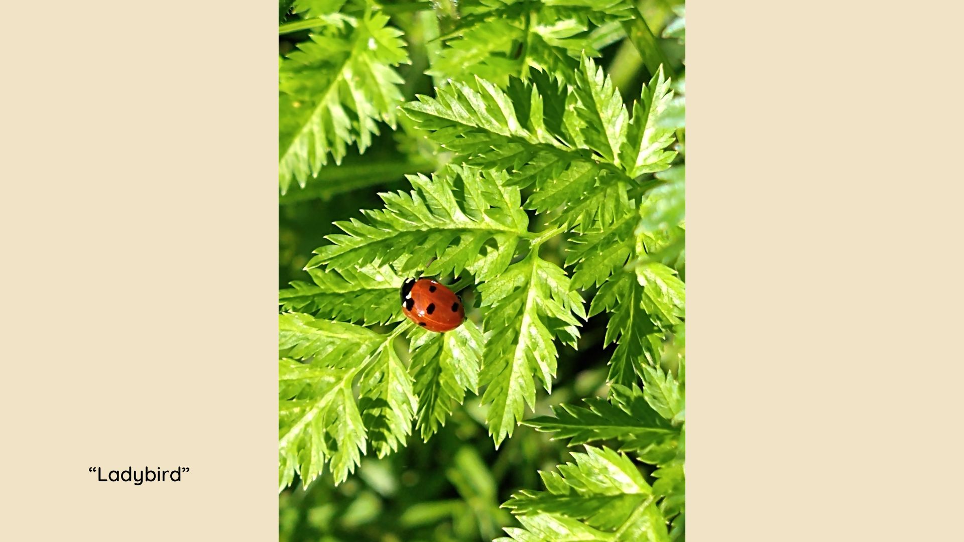 Ladybird