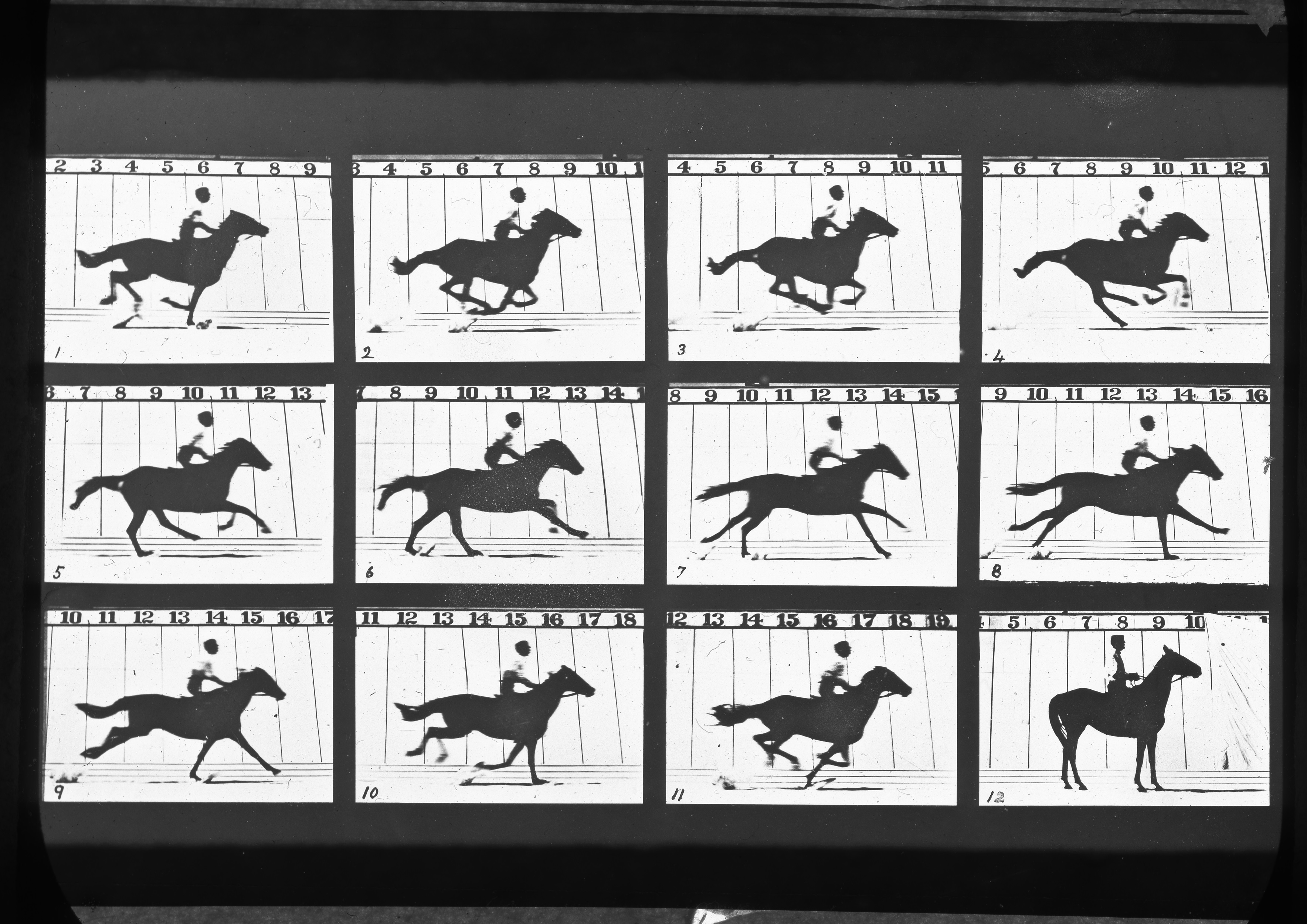 Muybridge Horses