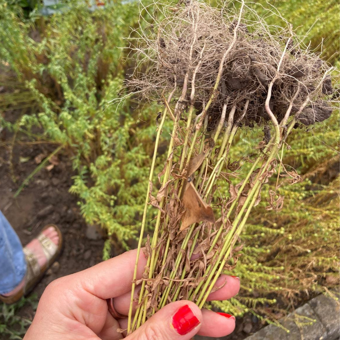 plants and roots