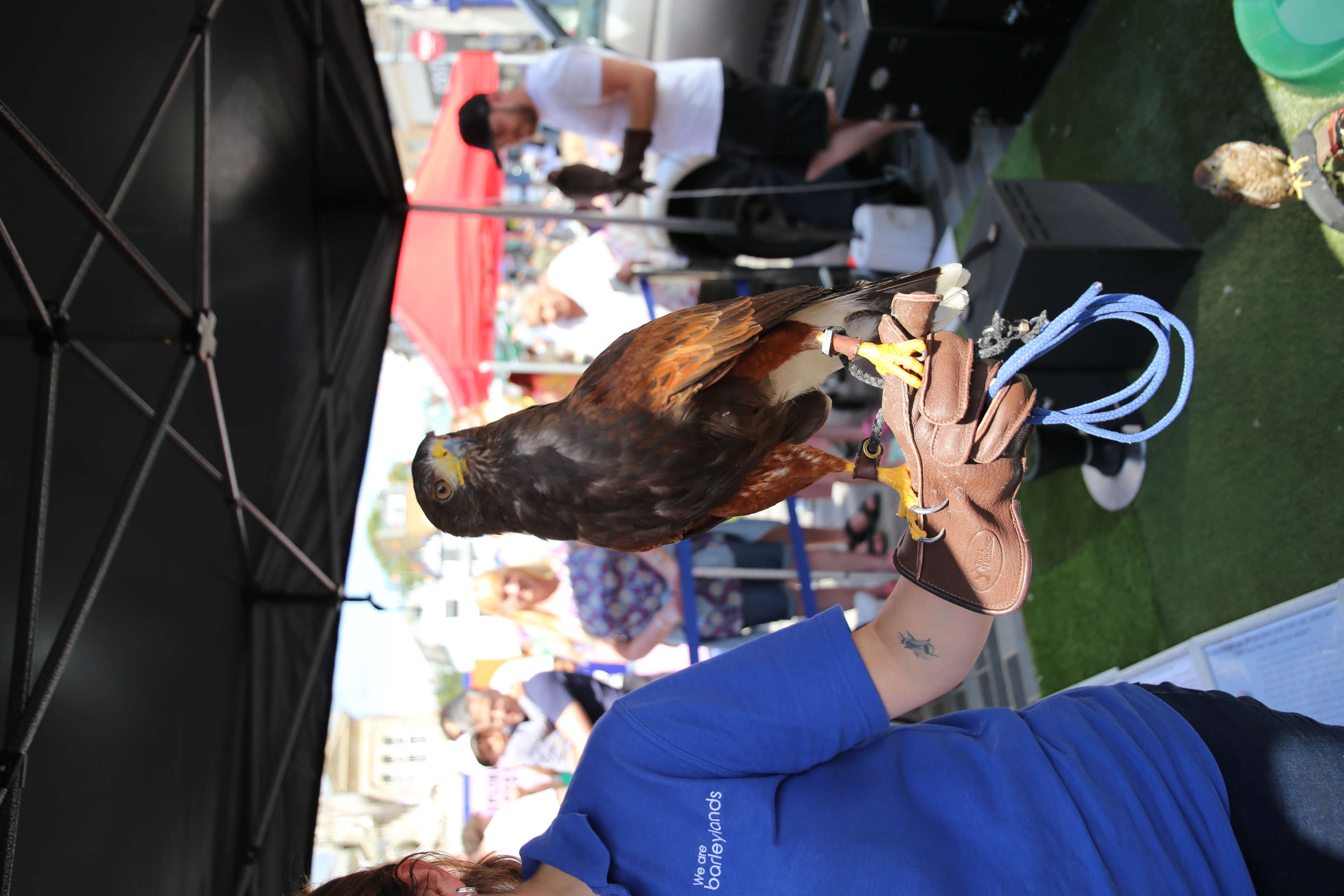 Falconry at Kingston Museum's Saxon Fayre