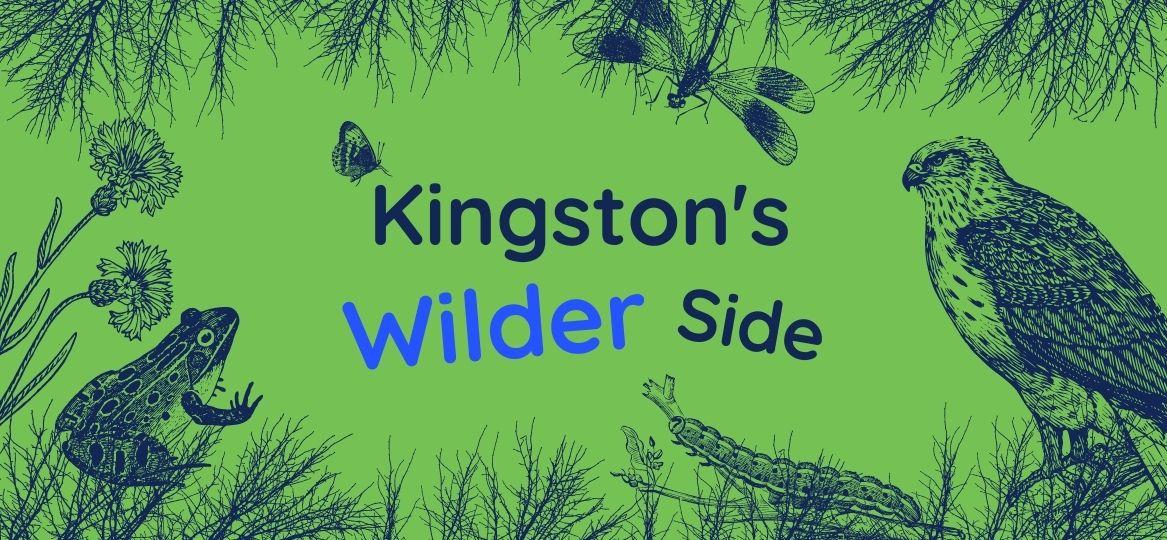 Drawing of Kingston's wildlife including, a peregrine falcon, dragonfly, Coombe Wood, frog, flowers and trees