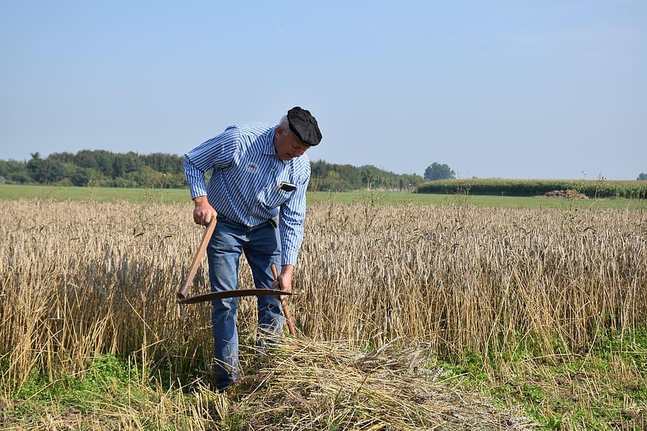 A man stands in a field scything
