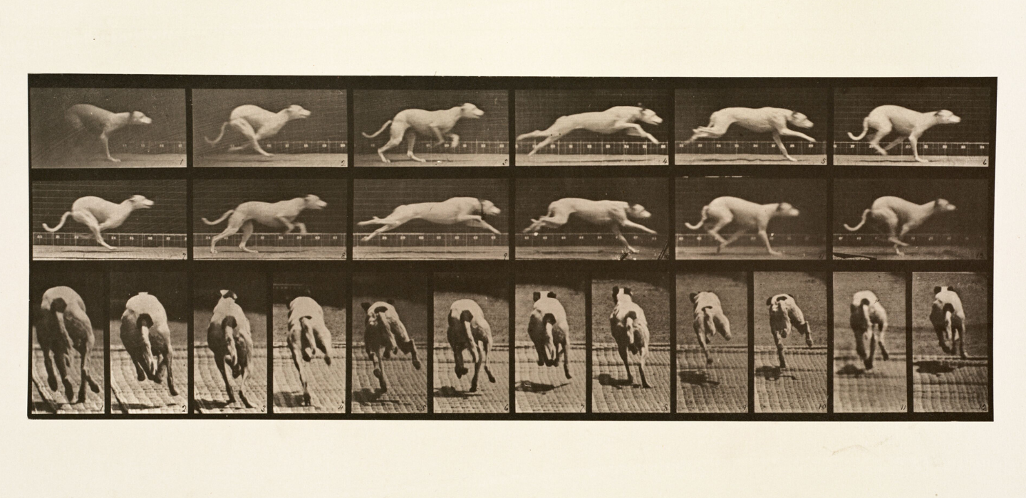 A collotype from Muybridg&#039;es Animal Locomotion Studies of a Greyhound Running