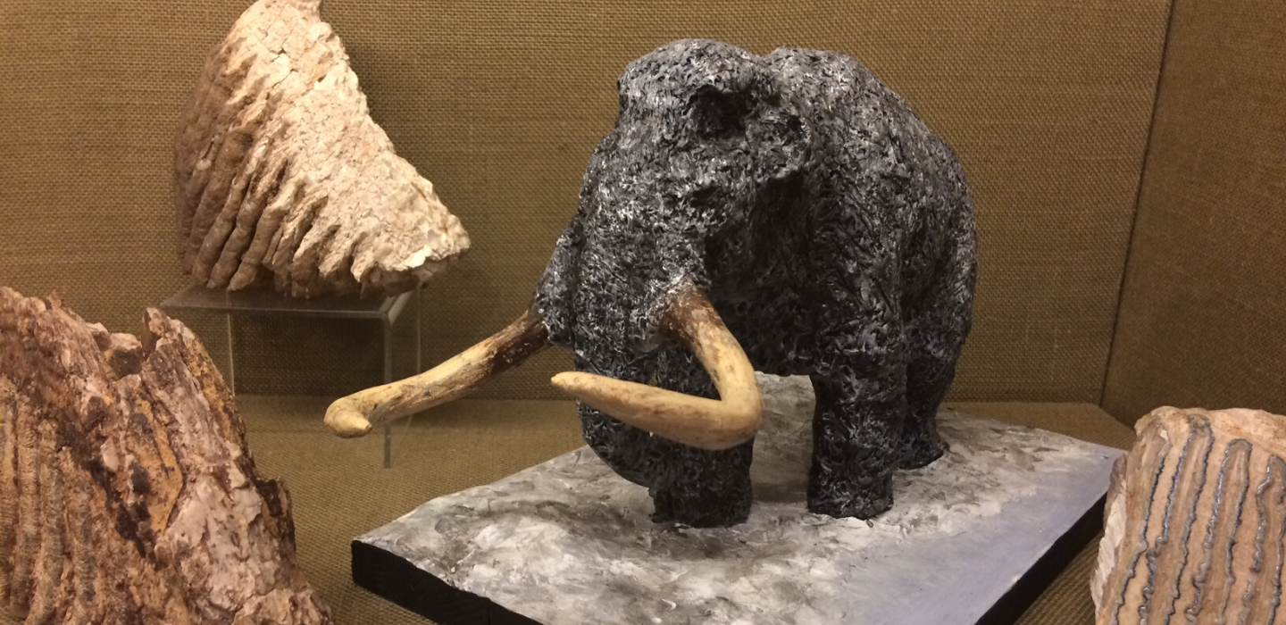 A small stone mammoth on display at Kingston Museum
