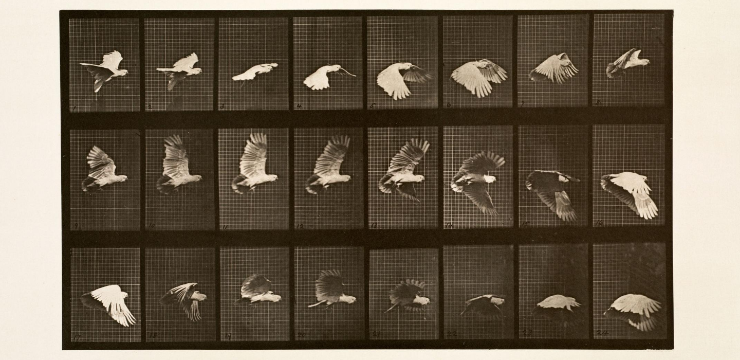 Cockatoo Muybridge Locomotion