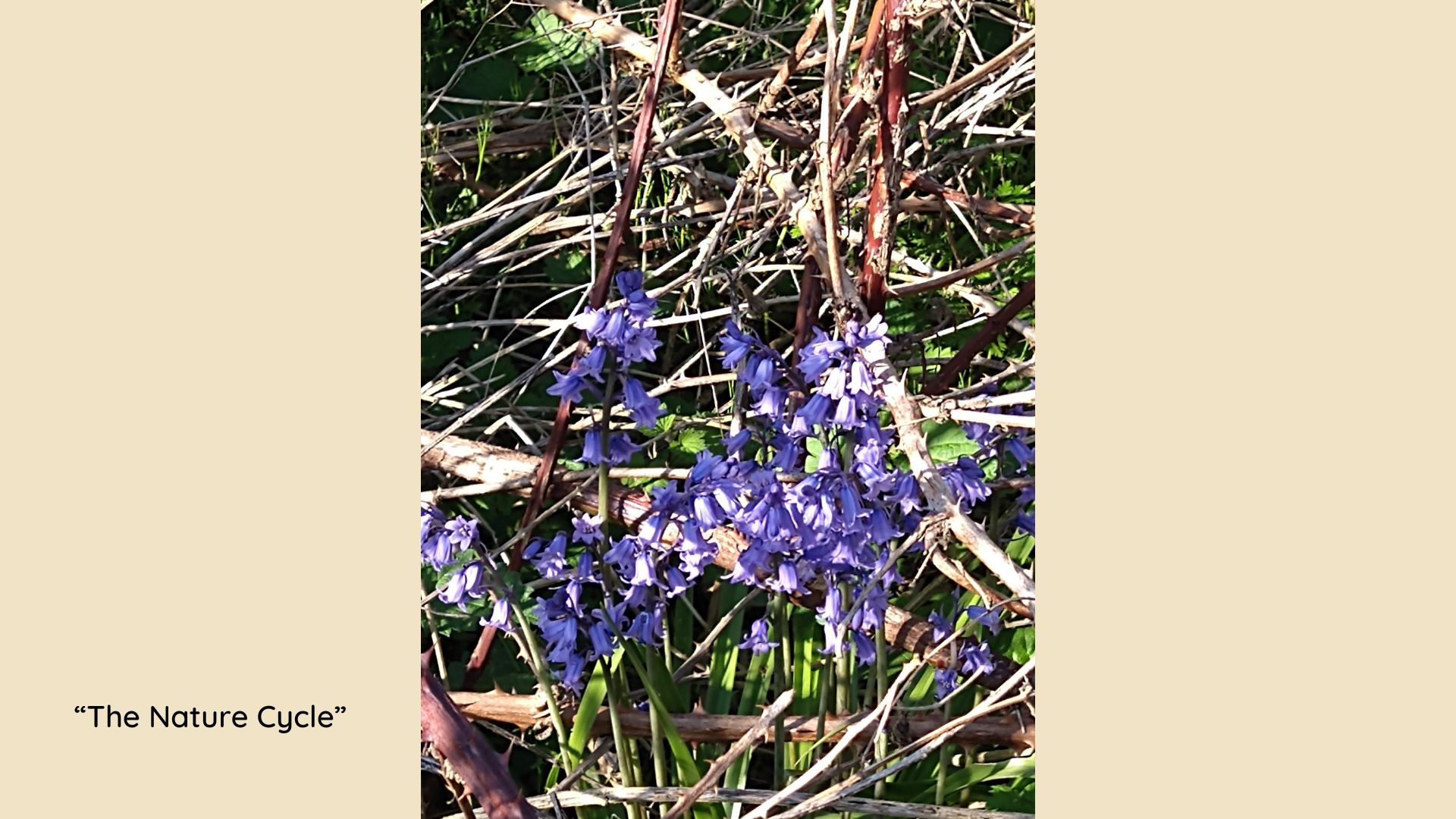 Bluebells in bracken
