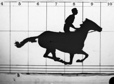 Race horse image